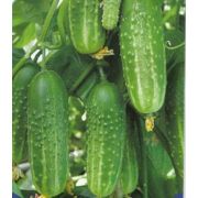 Огурец Чародей\АТ