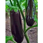 Баклажан Полковник\АТ