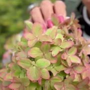 Гортензия мет. Металлика