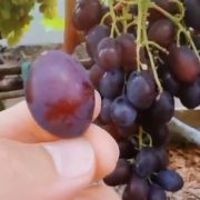 Виноград Киш миш Брависсимо\0.8\УП