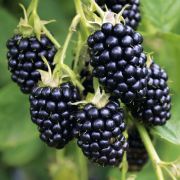 Ежевика Небеса могут подождать