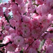 Миндаль Розенмунт